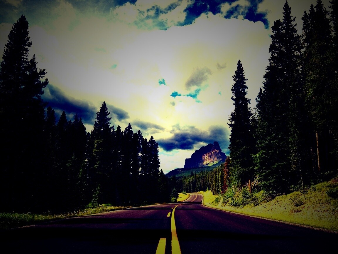 Красивая лесная дорога обои