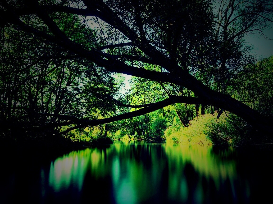 Спокойная лесная река обои