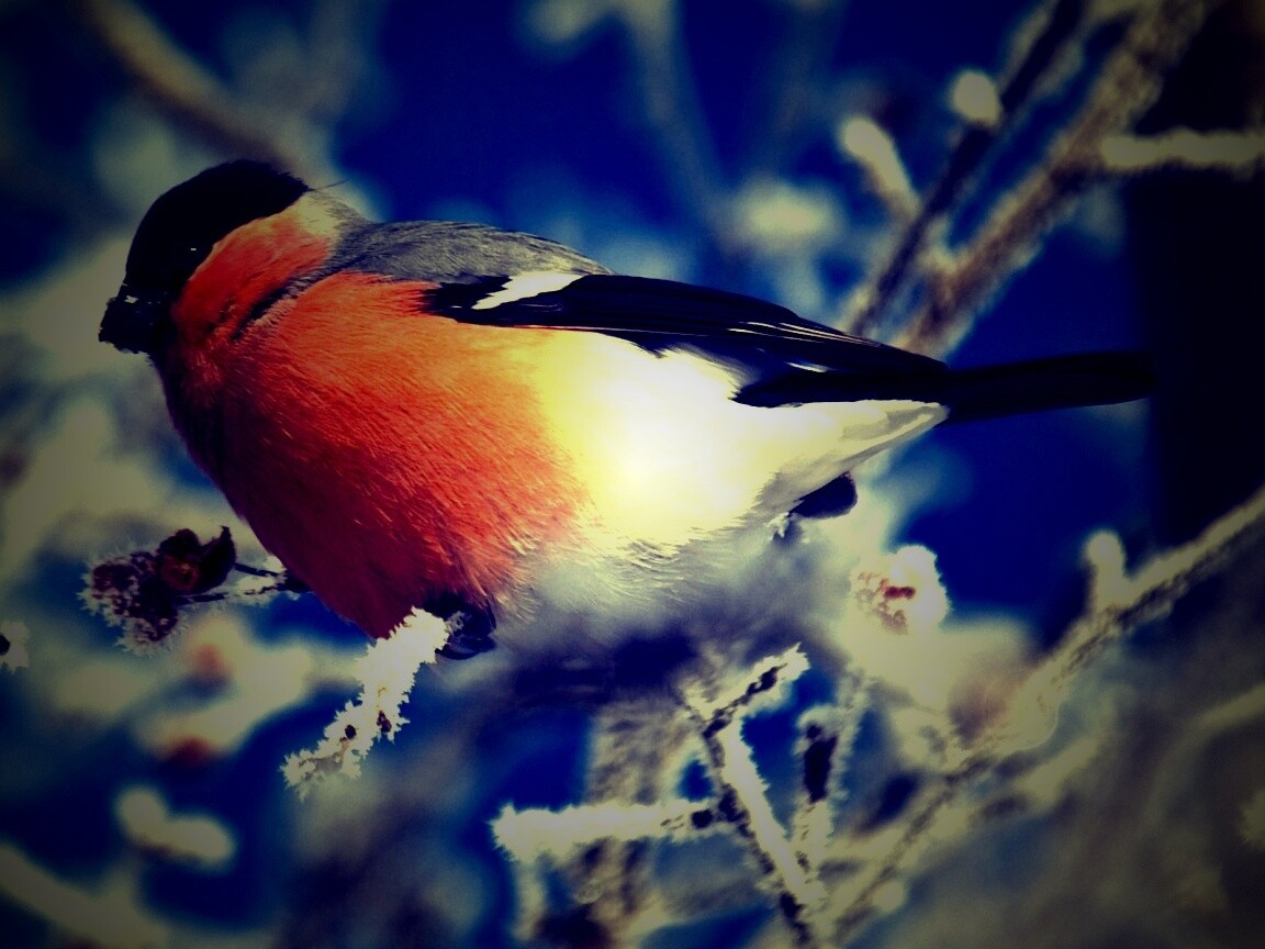 Снегирь на ветке обои