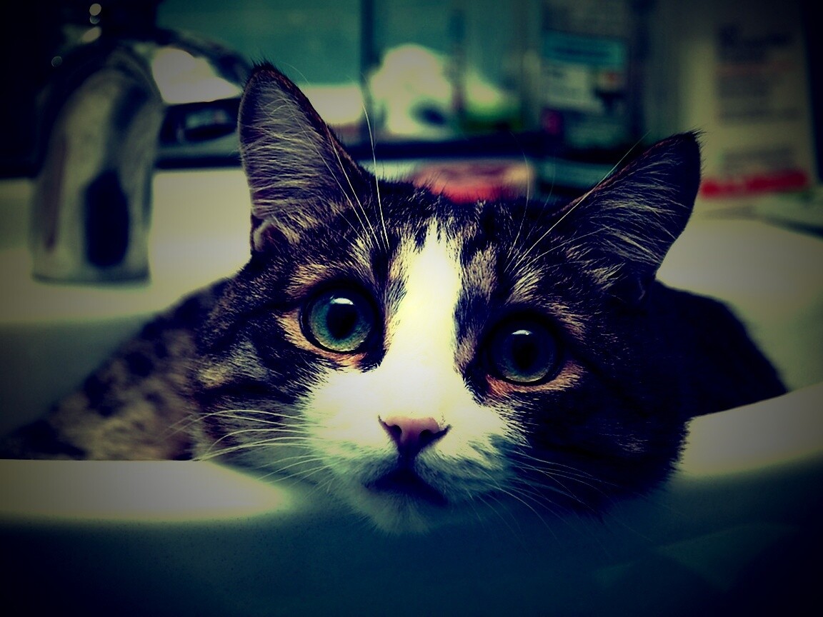 Кошак выглядывает из раковины обои