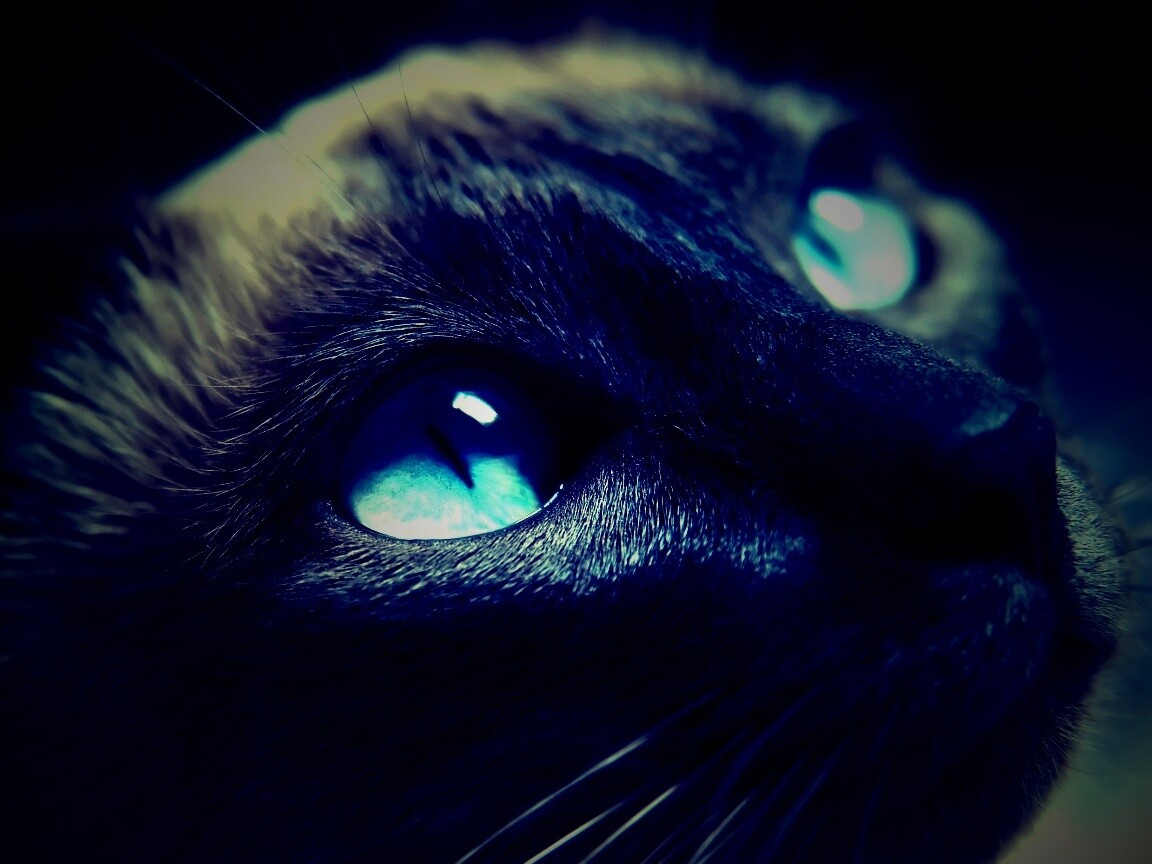 Кот с голубыми глазами обои
