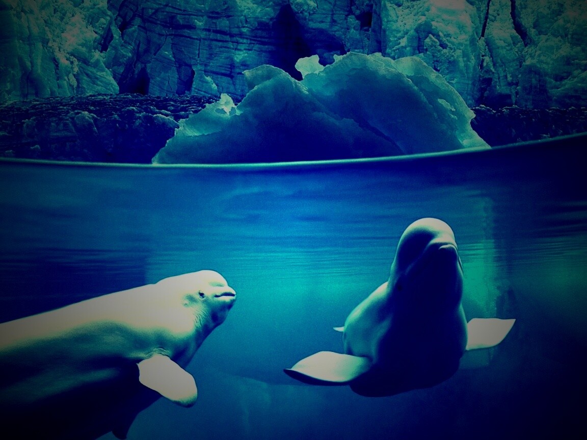 Белухи обои