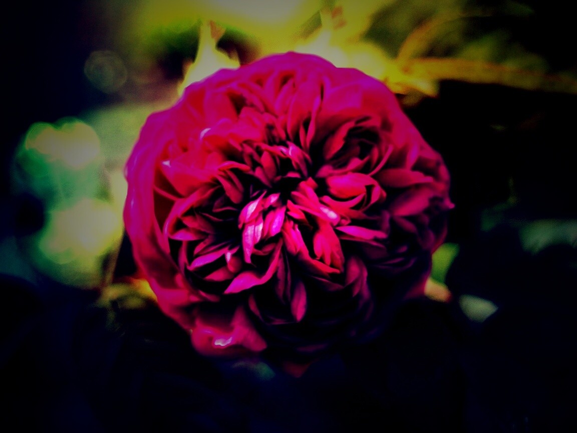 Клевер крупным планом обои