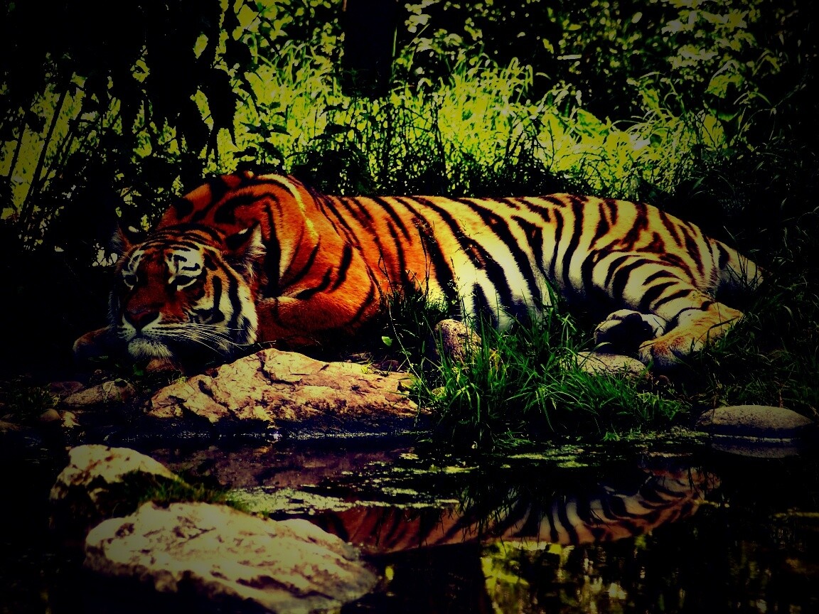 Тигр отдыхает обои