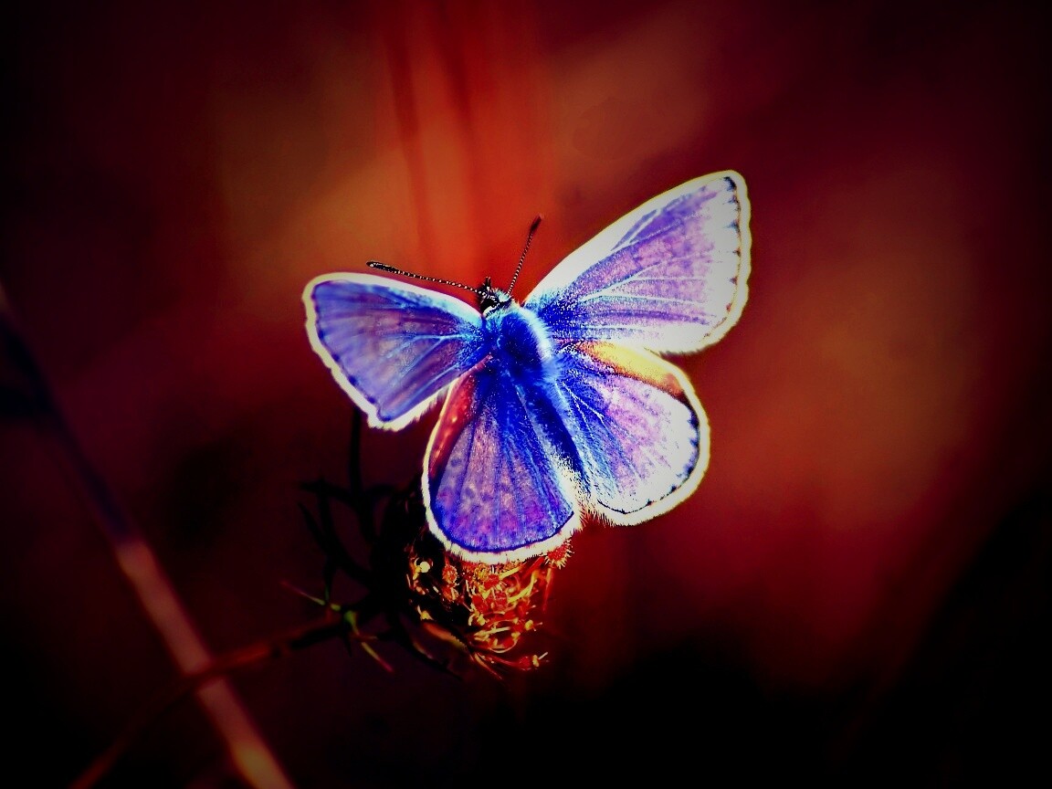 Бабочка с фиолетовыми крыльями обои