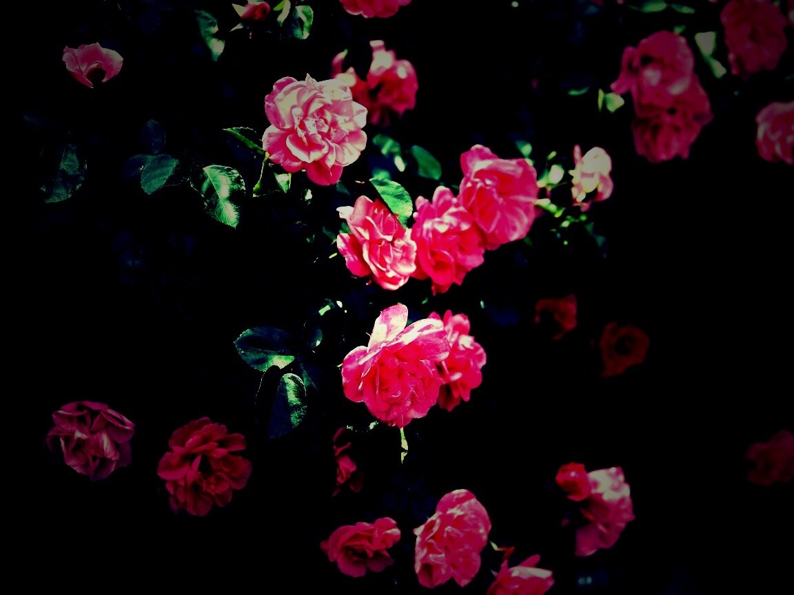 Розовый куст обои