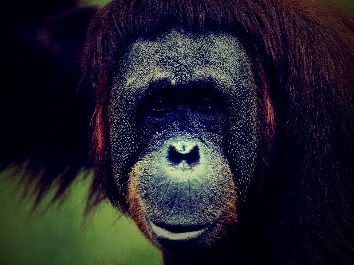 Орангутан обои