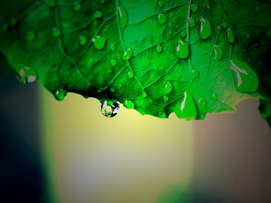 Роса на листе в макро обои