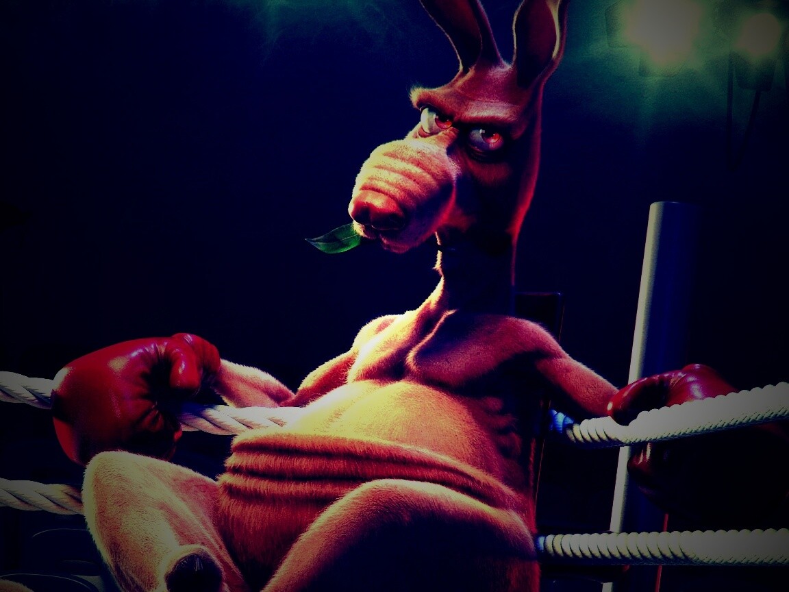 Кенгуру-боксер на ринге обои