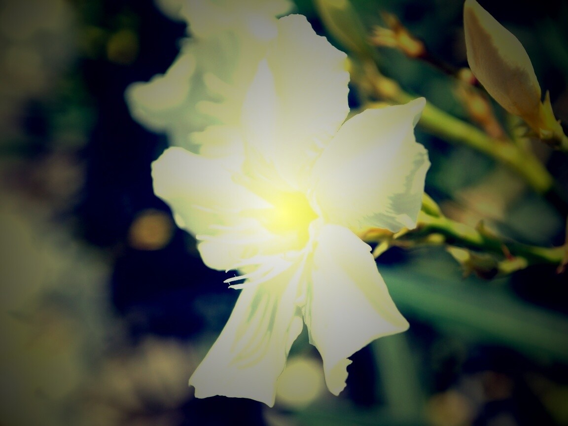 Эухарис, амазонская лилия обои