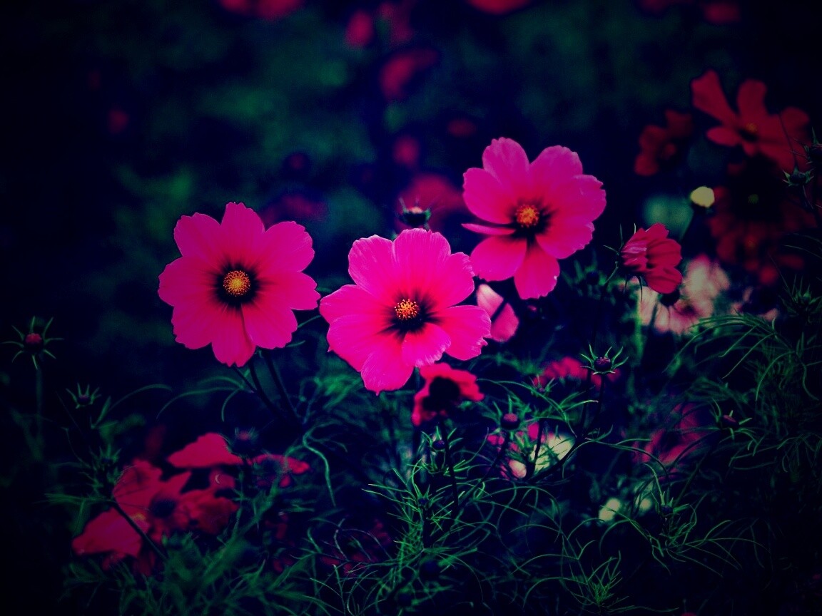 Яркие розовые цветы обои