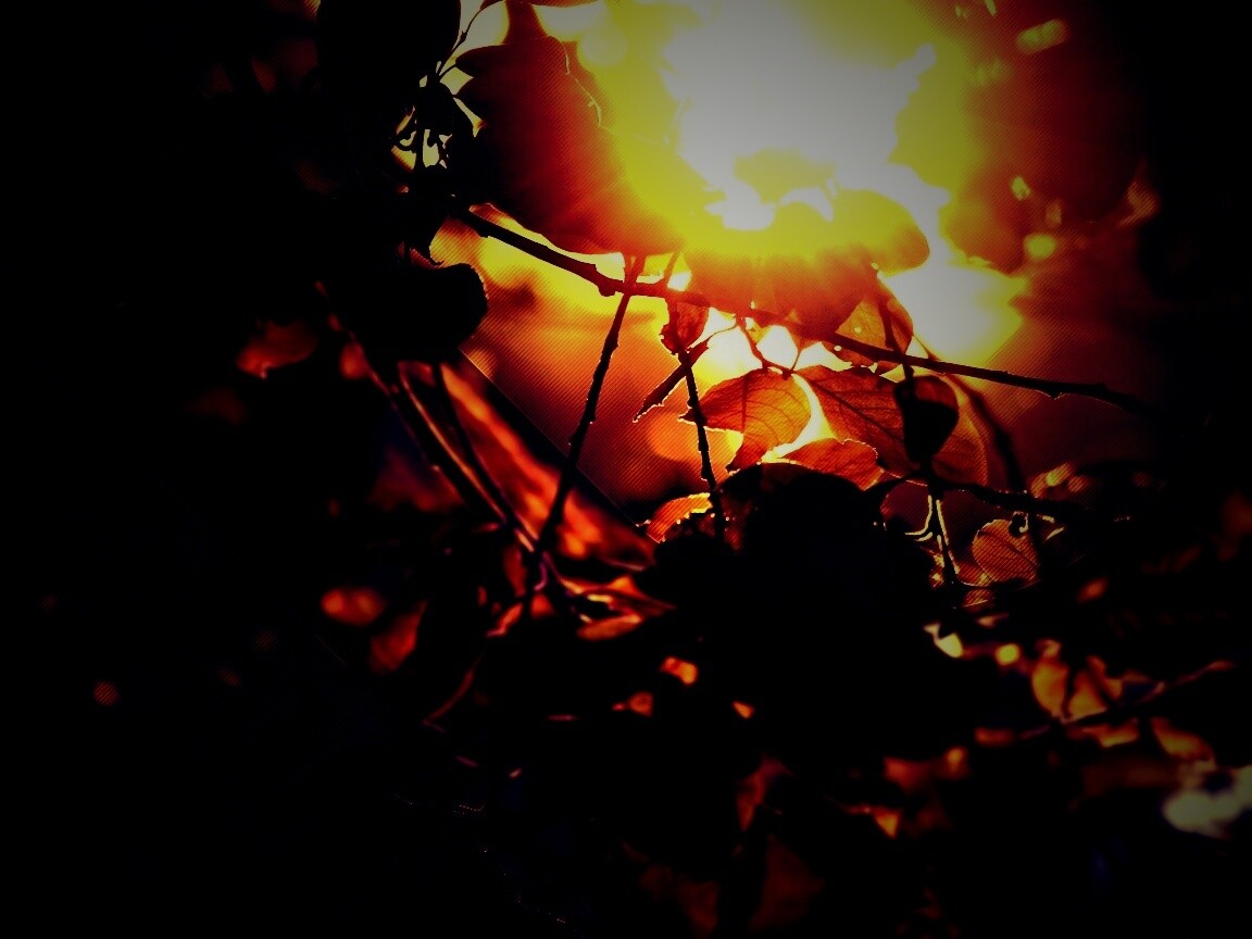 Солнце пробивается сквозь листву обои