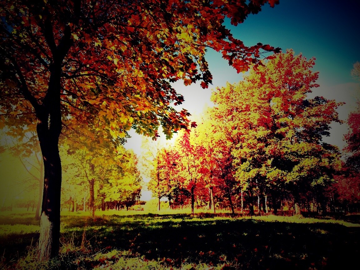 Осень в лесу обои