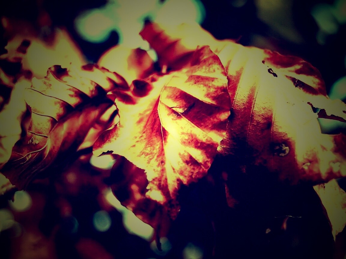 Засохший лист обои