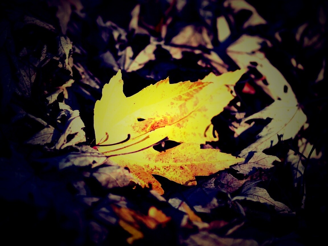 Мёртвая листва обои