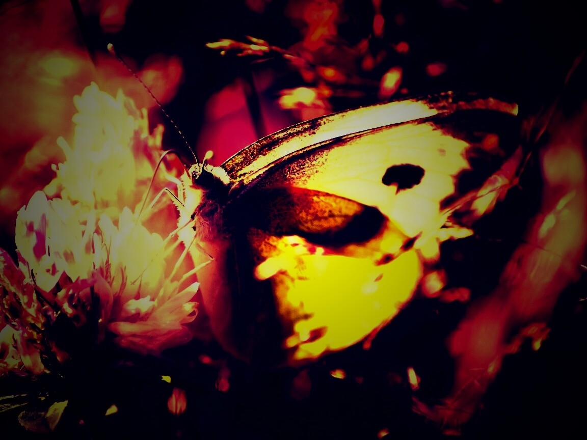 Бабочка на цветке обои