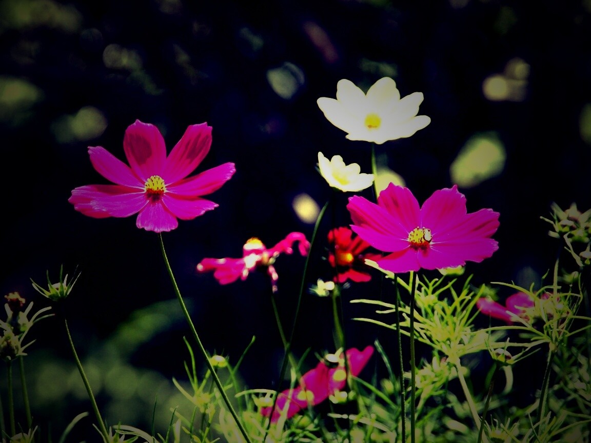 Белые и розовые цветочки обои