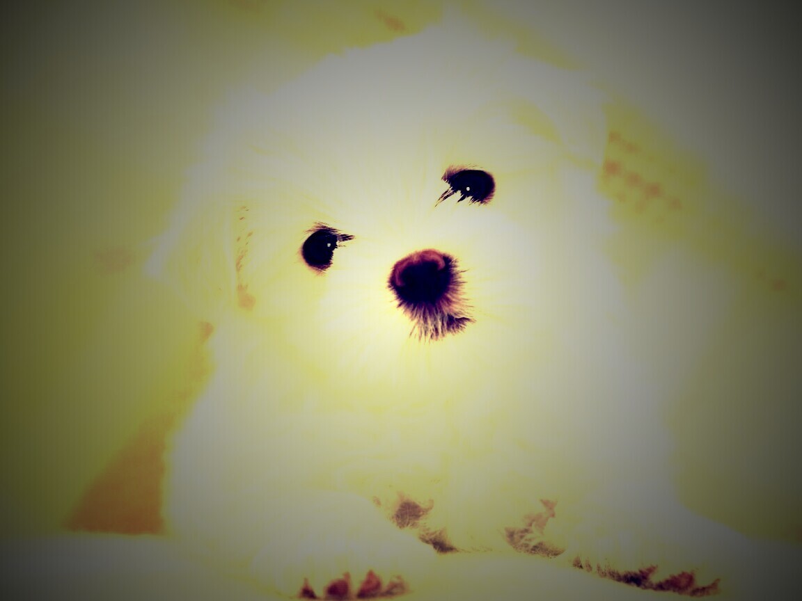 Щенок мальтийской болонки обои