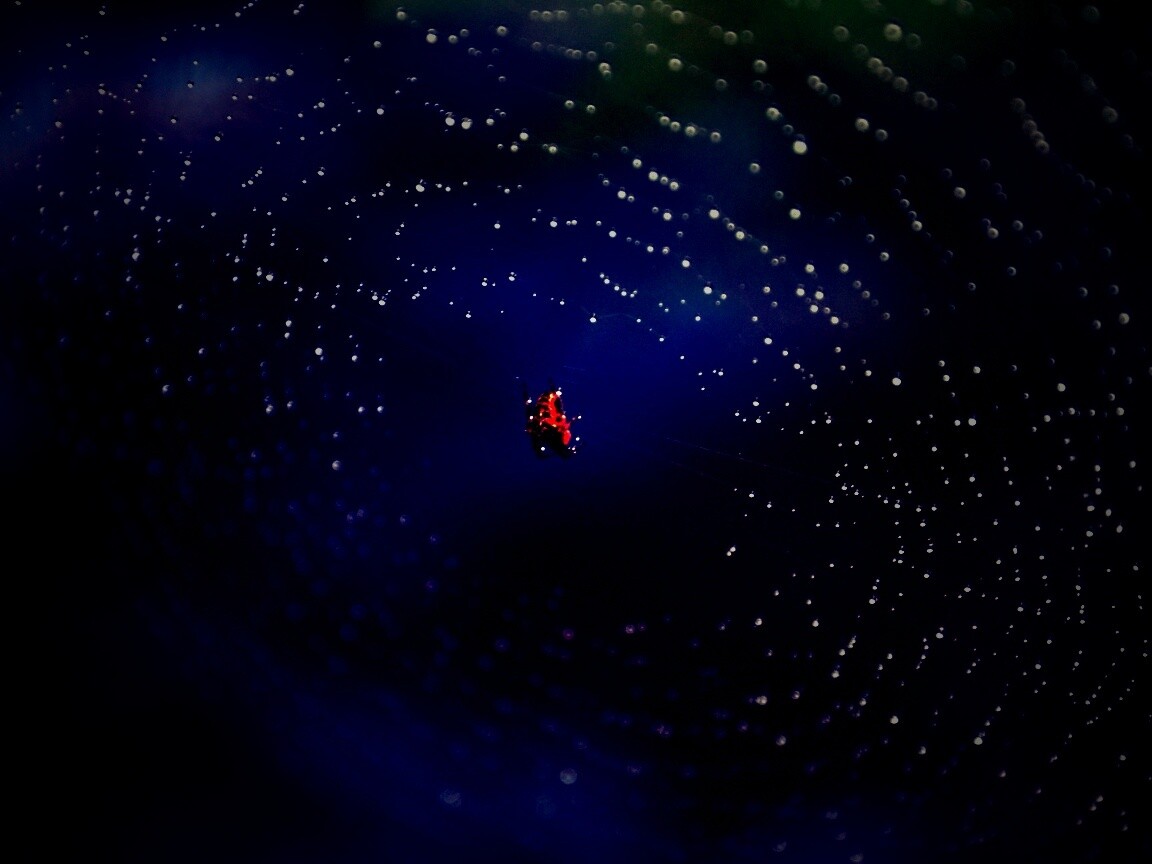 Паук на паутине обои