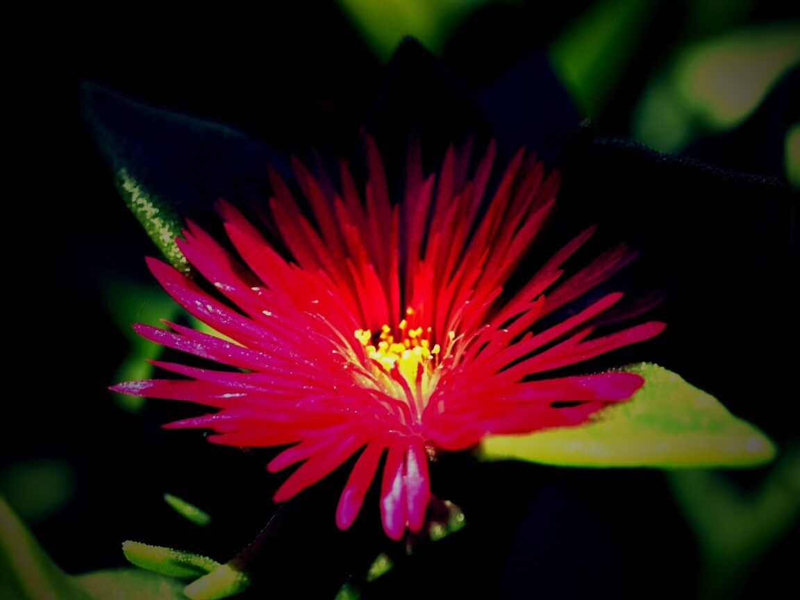 Чудесный цветок обои