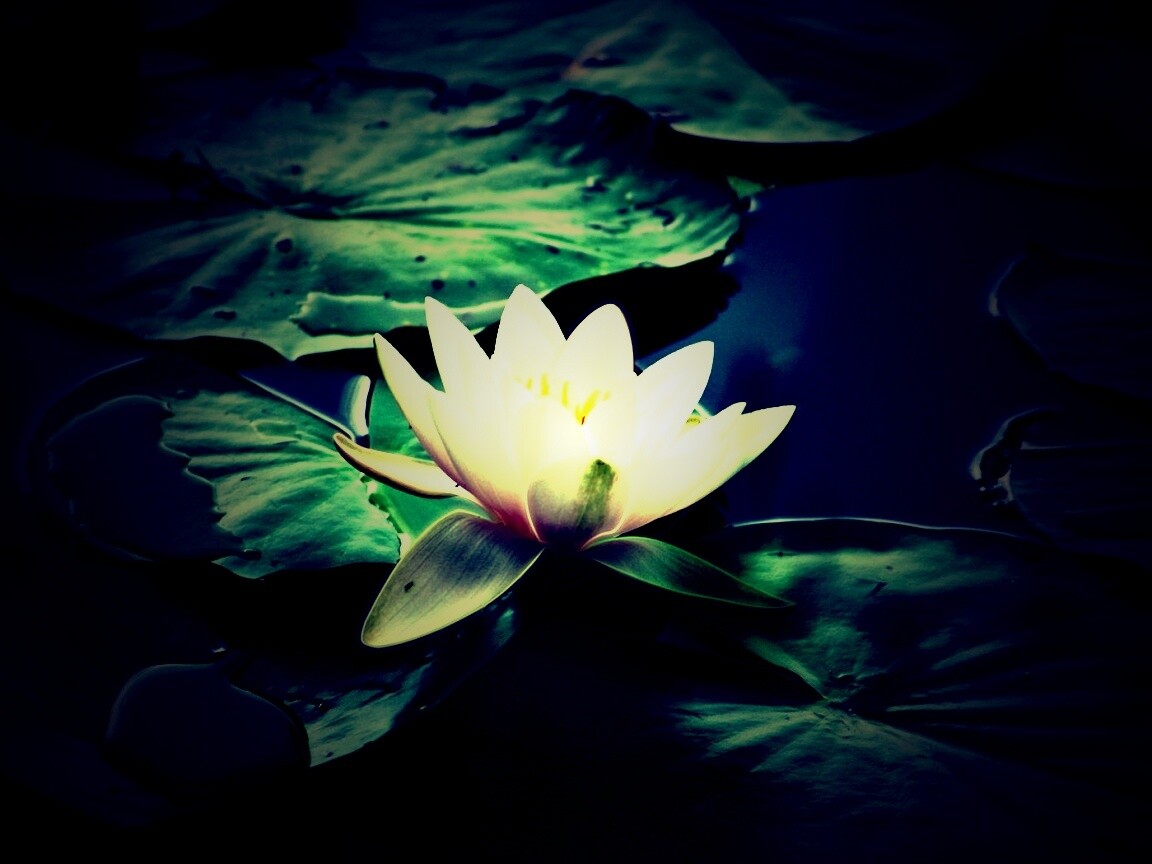 Кувшинка обои