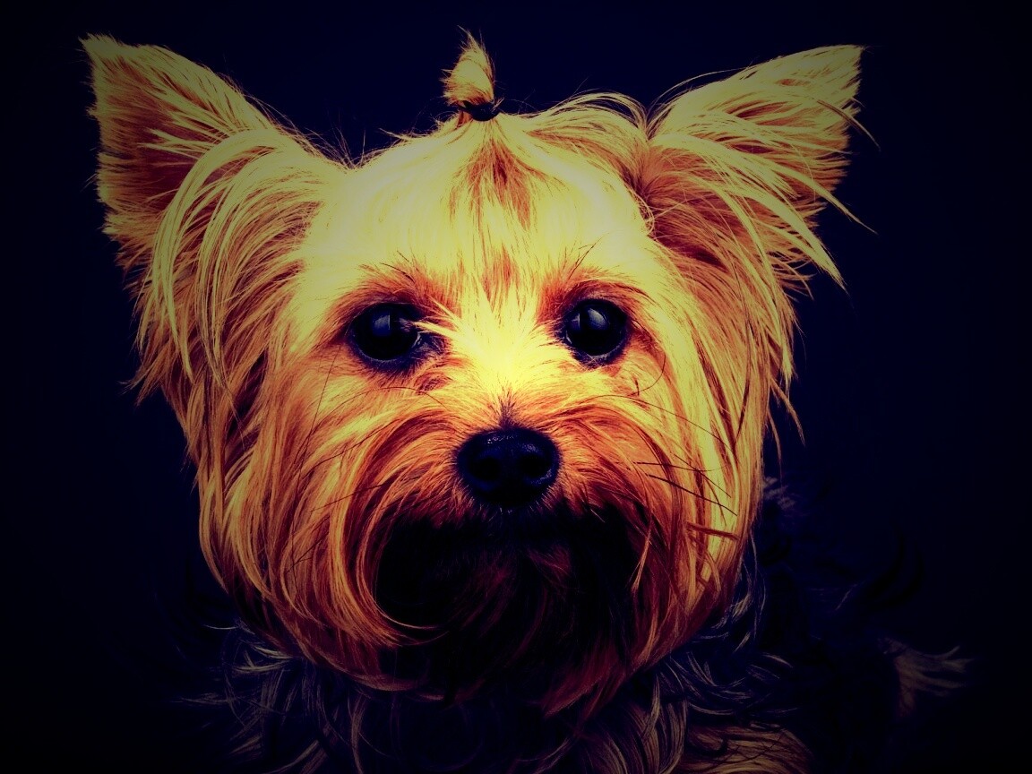 Йоркширский терьер обои