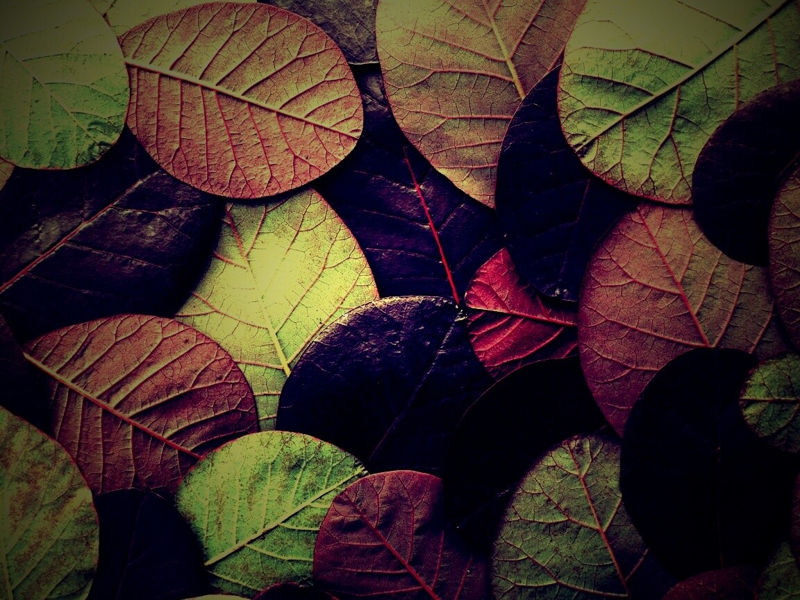 Лиственный узор обои