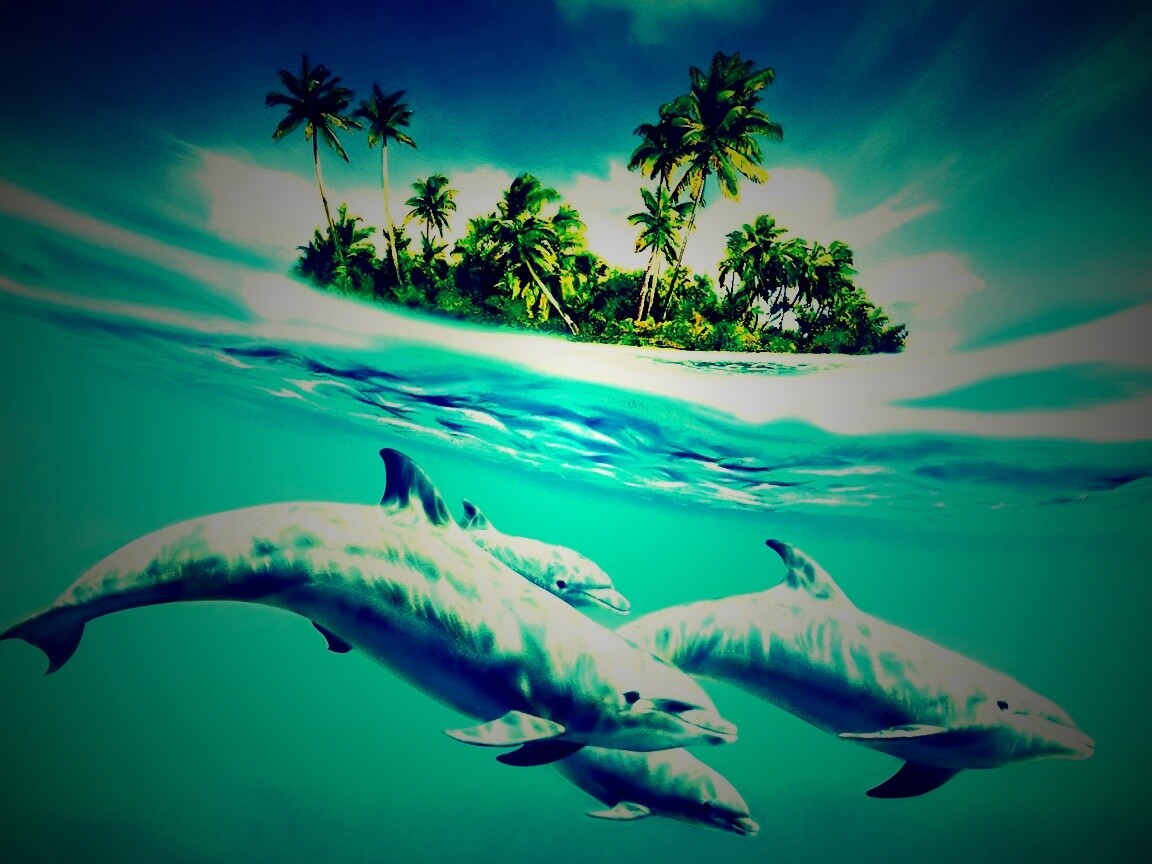Остров дельфинов обои