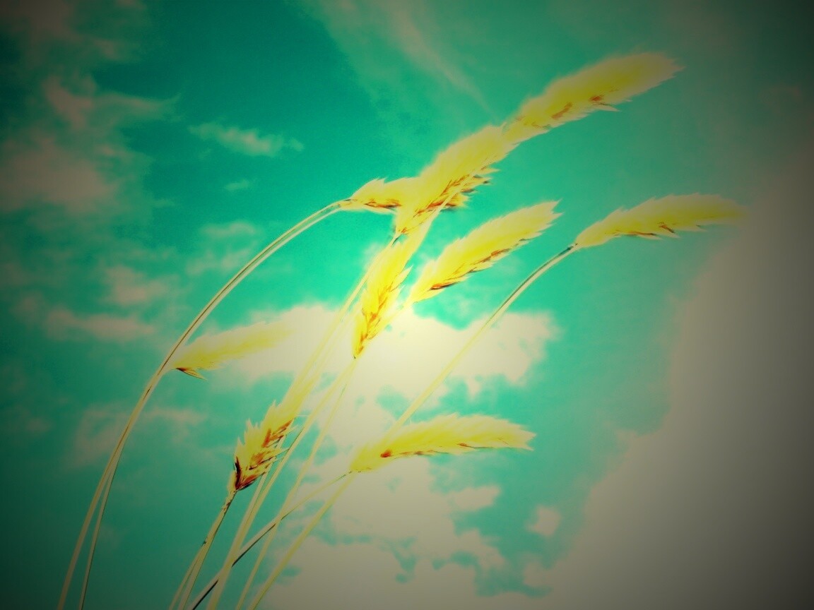 Колосья обои