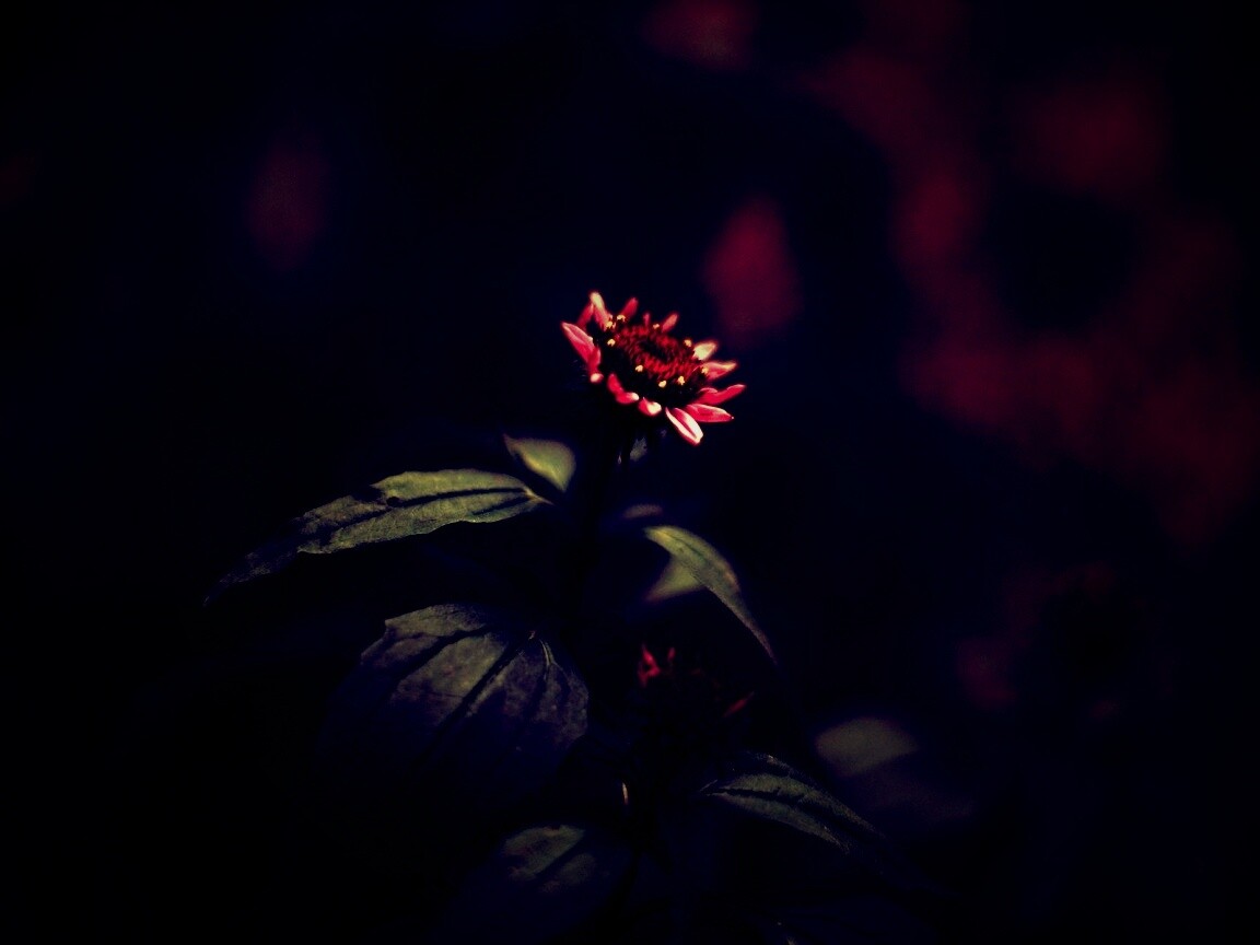 Фотография цветка обои