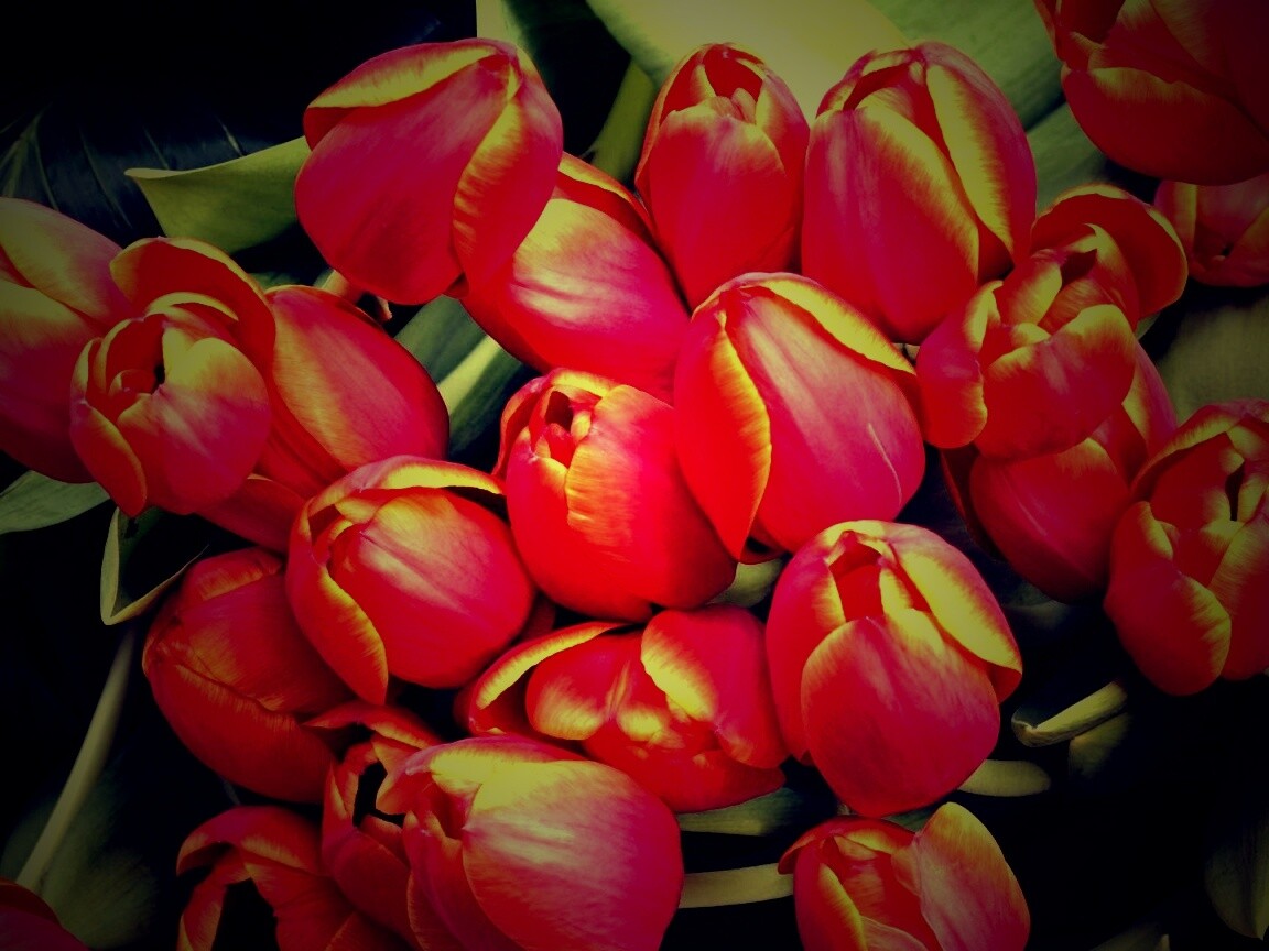 Букет красных тюльпанов обои