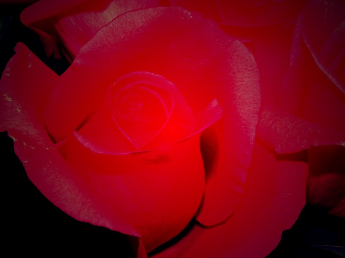 Бутон розы обои