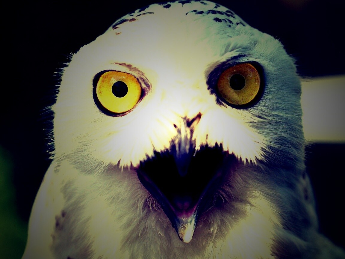 Сова в шоке! обои