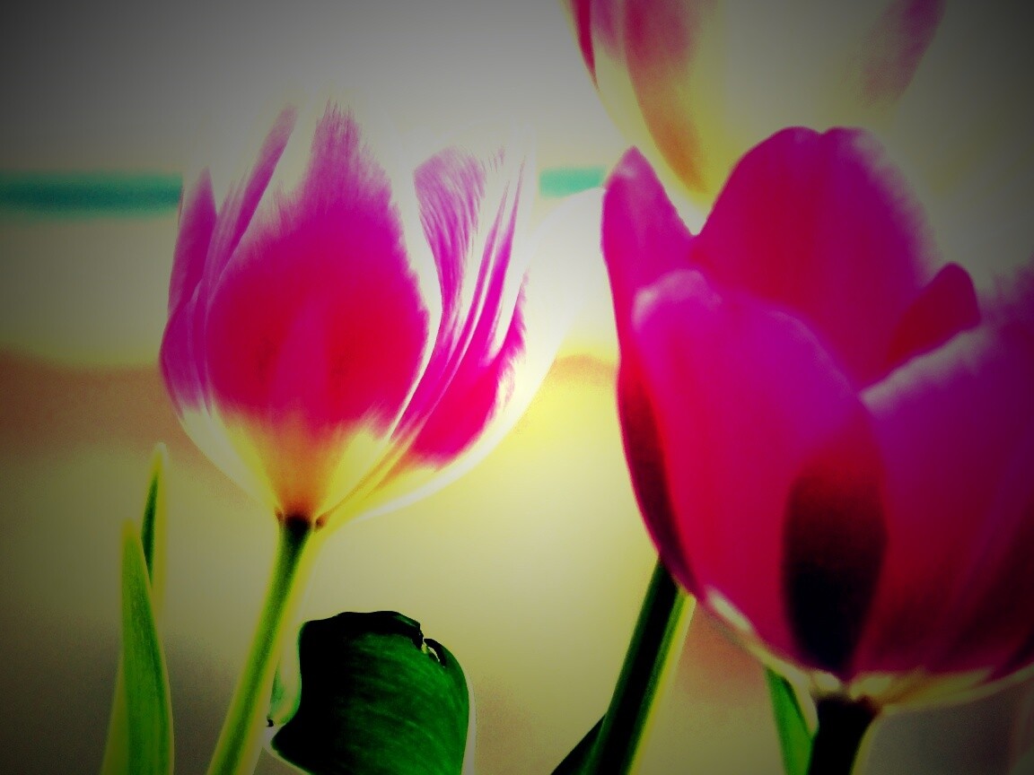 Тюльпаны обои