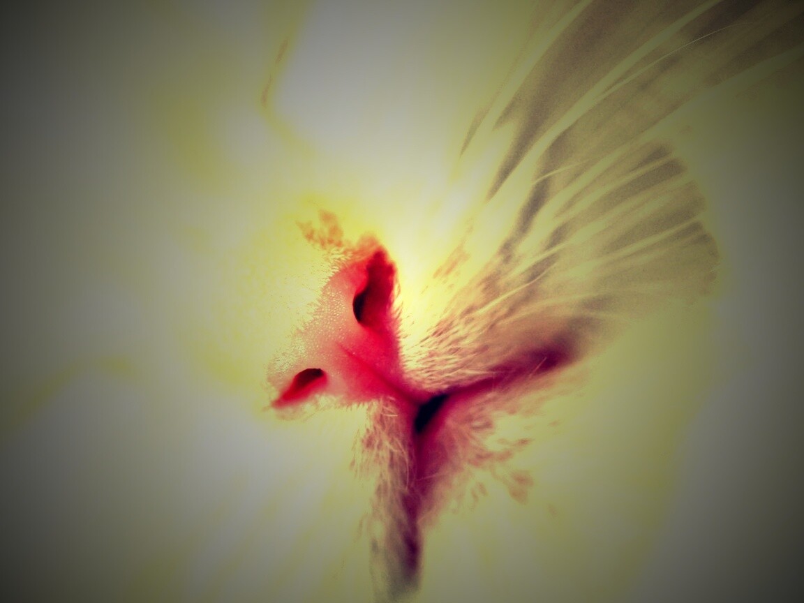 Кошачья мордочка обои