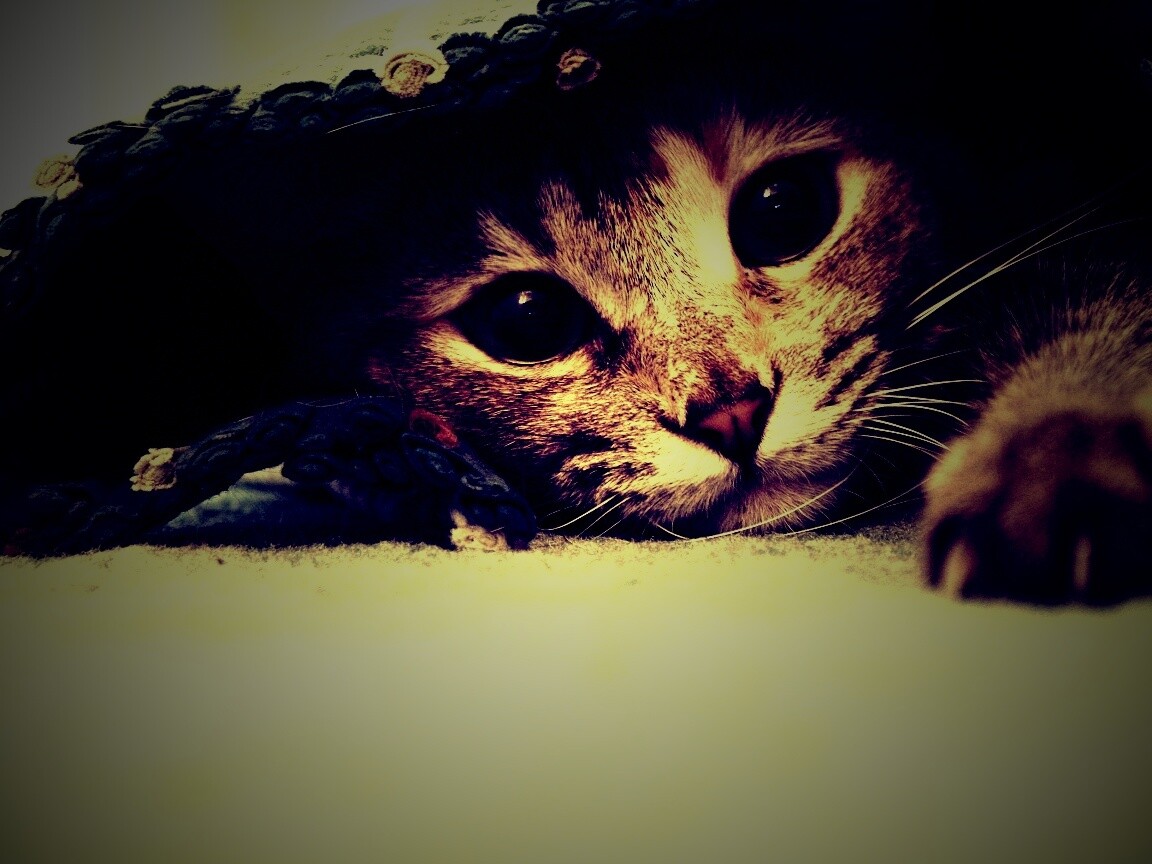 Кот под ковриком обои