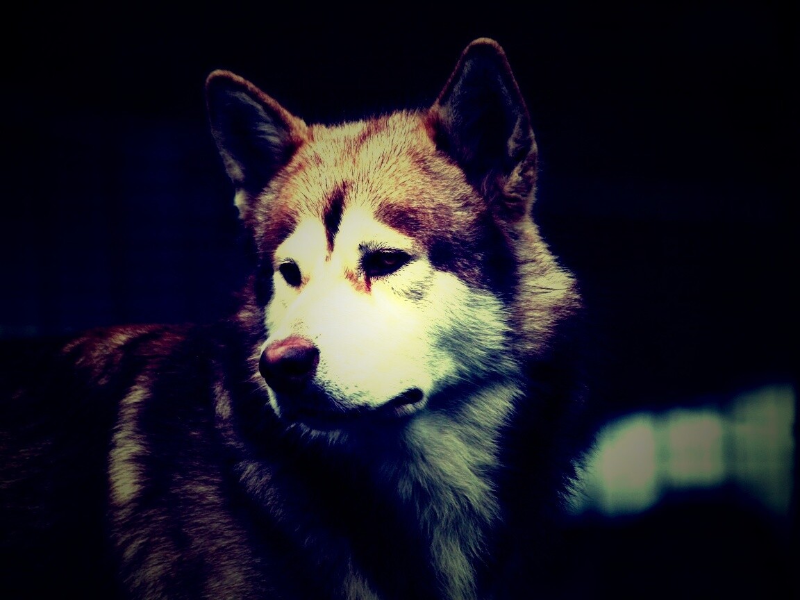 Собака с грустным взглядом обои