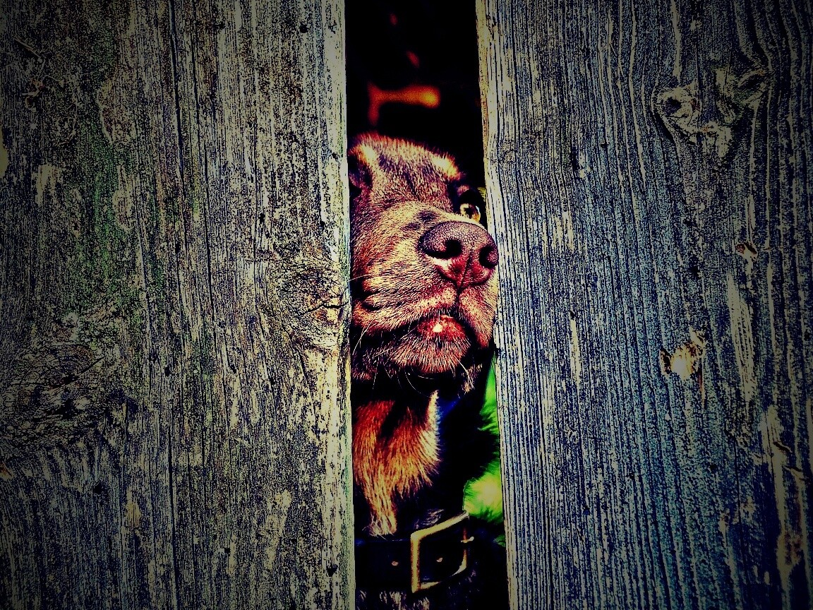 Собака выглядывает из-за забора обои