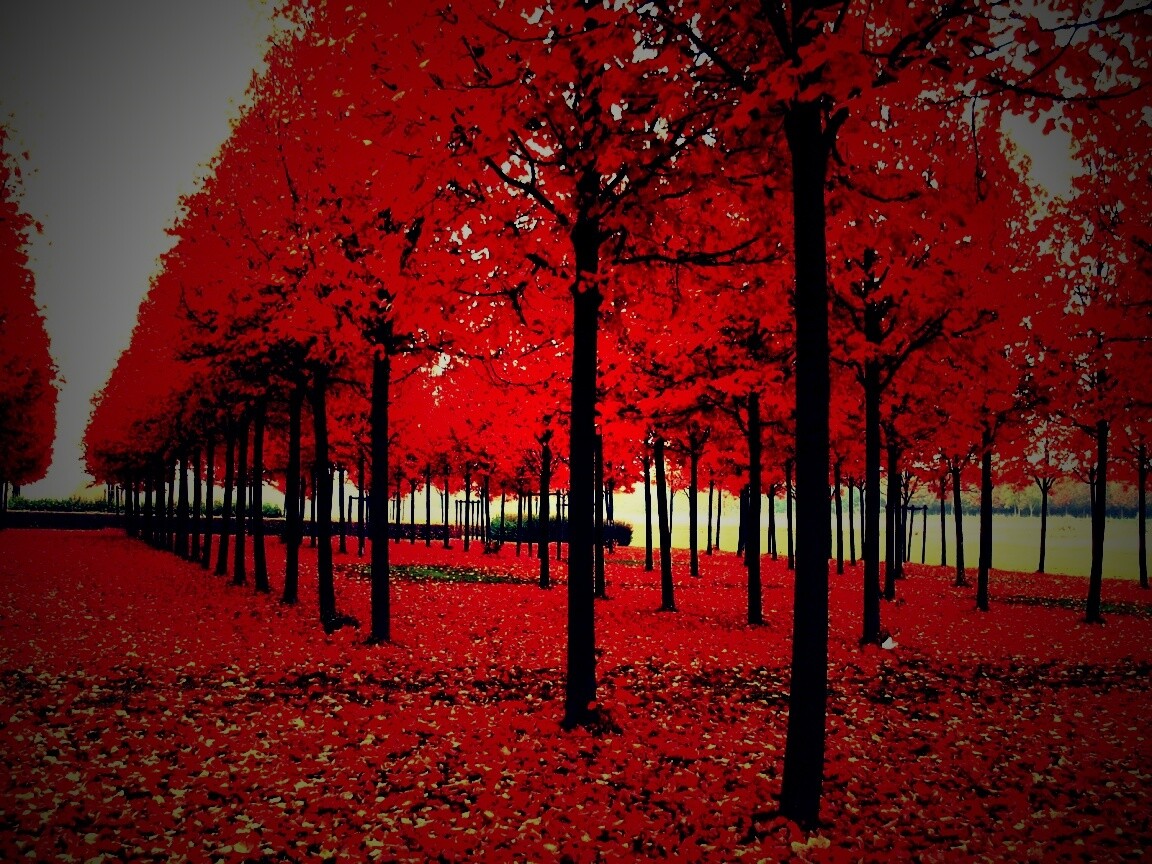 Скачать бесплатно осень обои