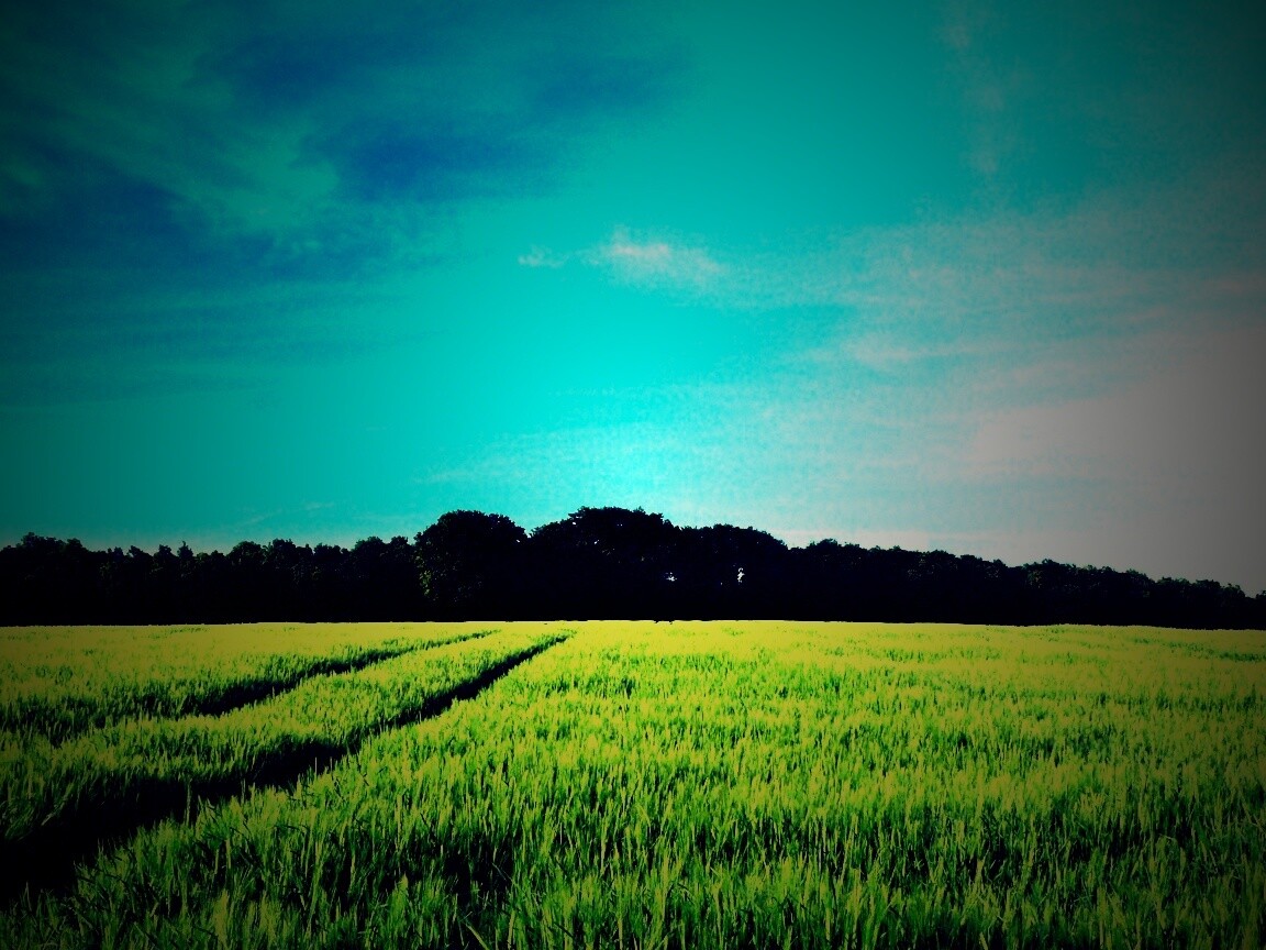 Следы колеи в поле обои