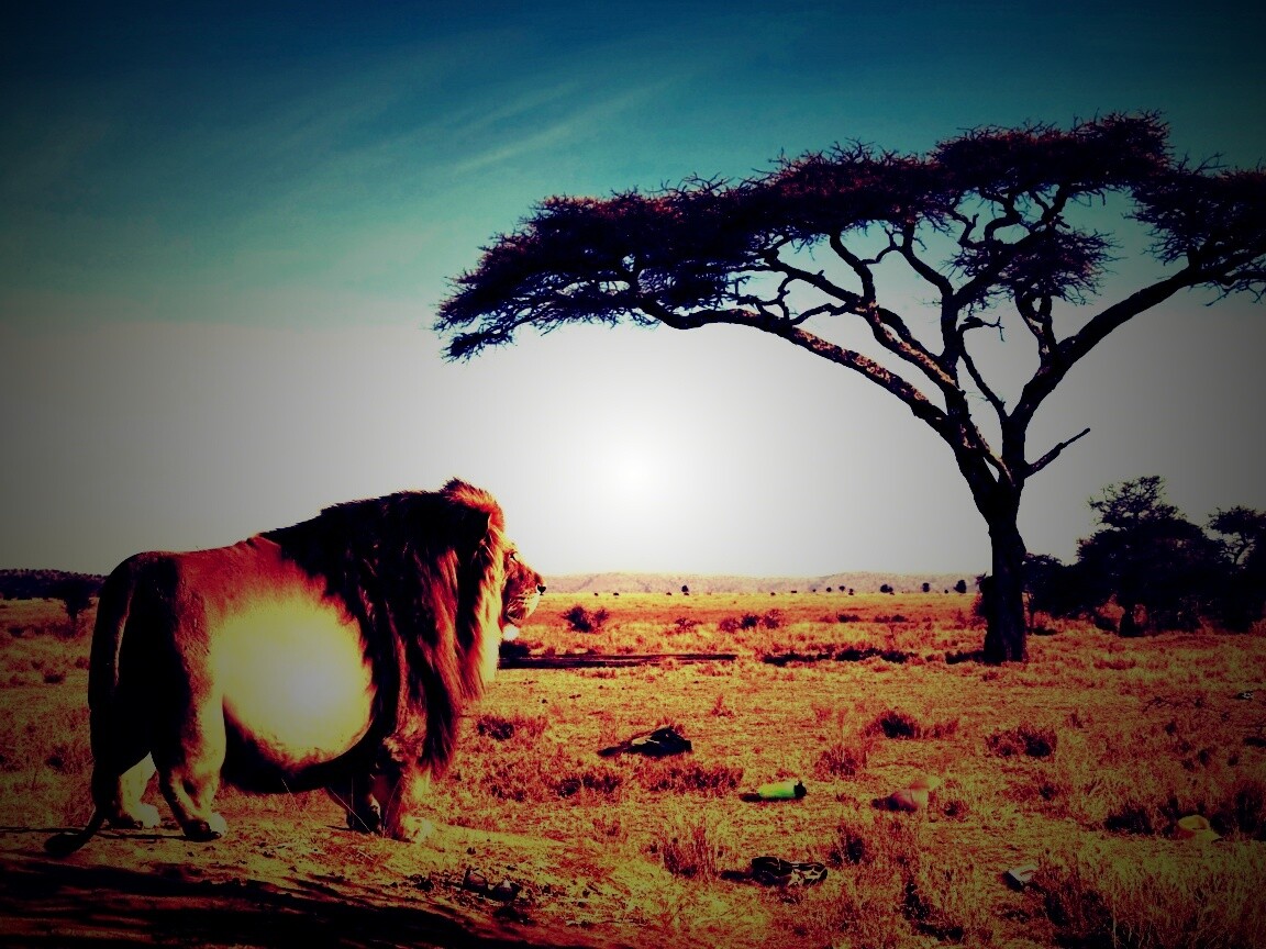 Толстый лев обои