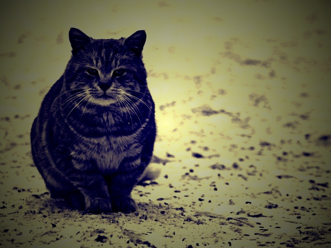 Тяжелый взгляд котэ обои