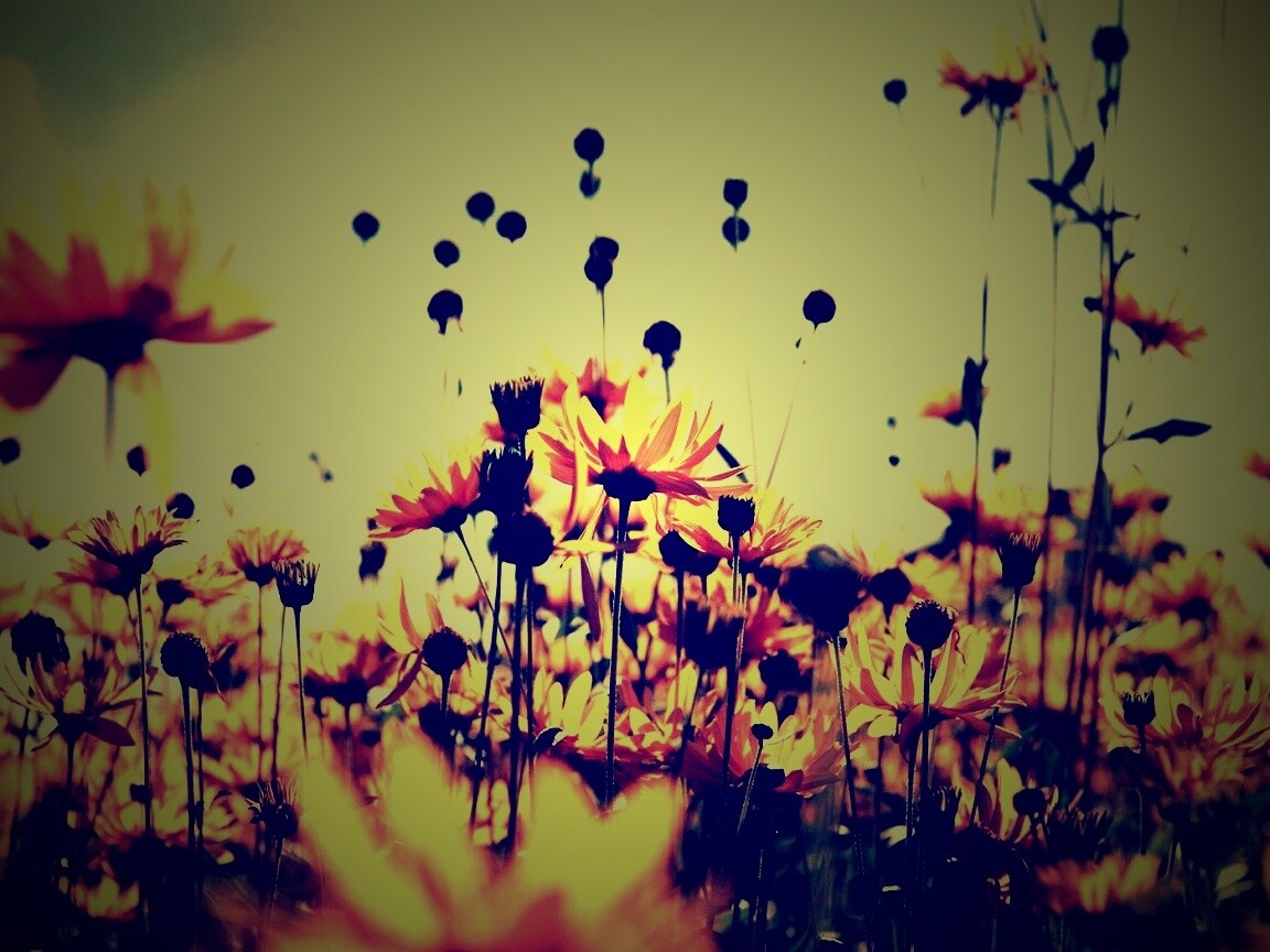 Полевые цветы летом обои