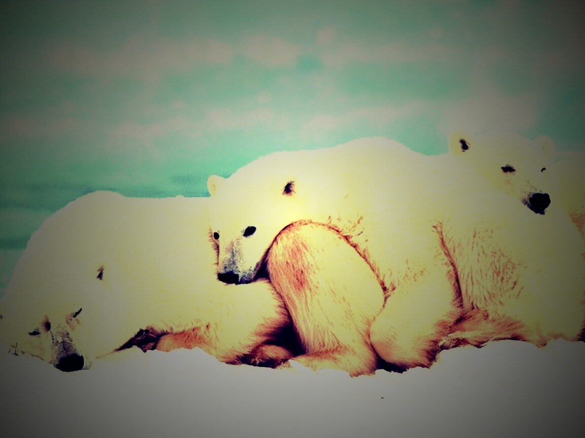 Белые мишки спят обои