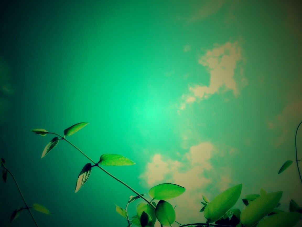 Веточки на фоне неба обои