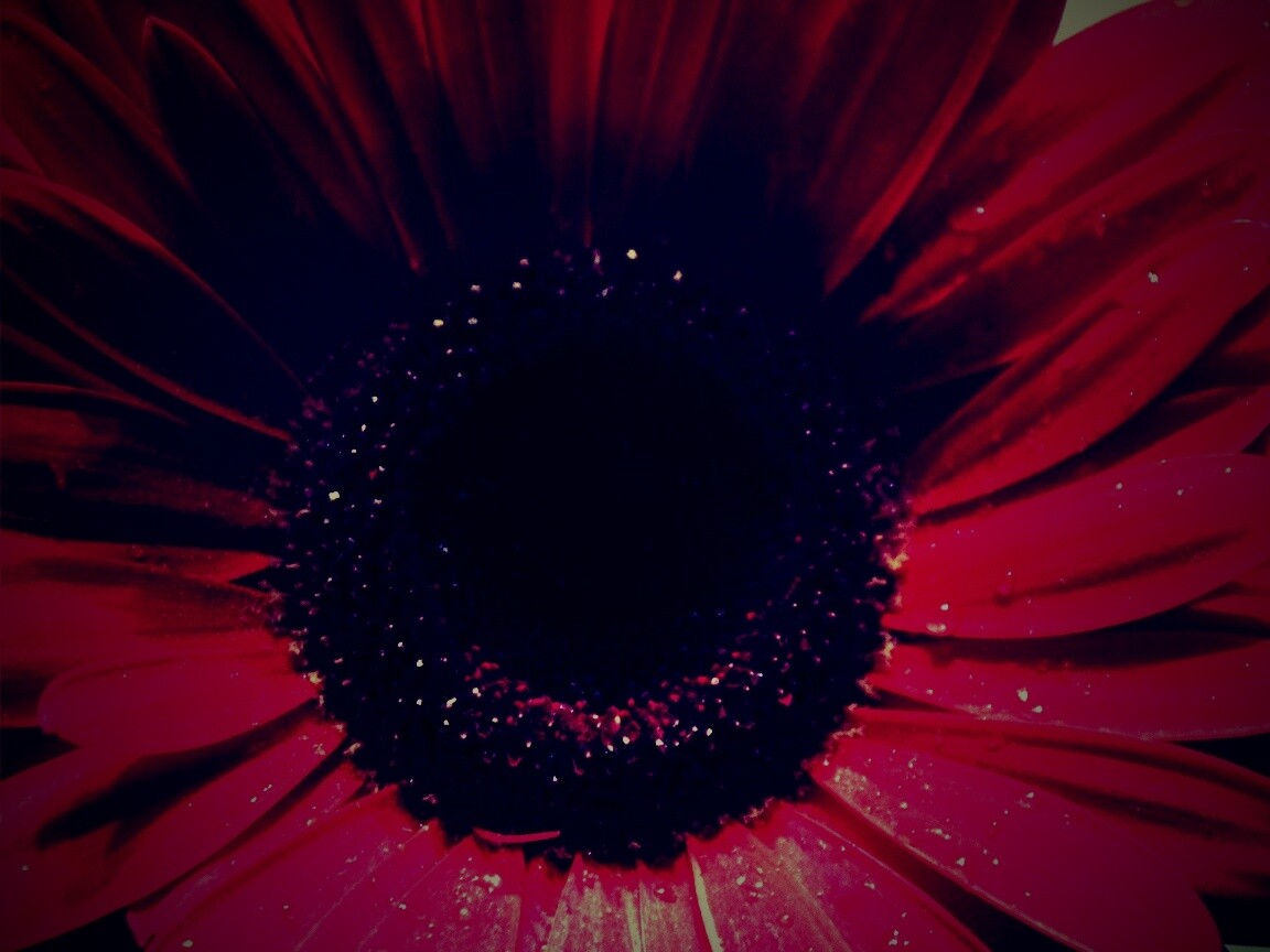 Красная гербера обои