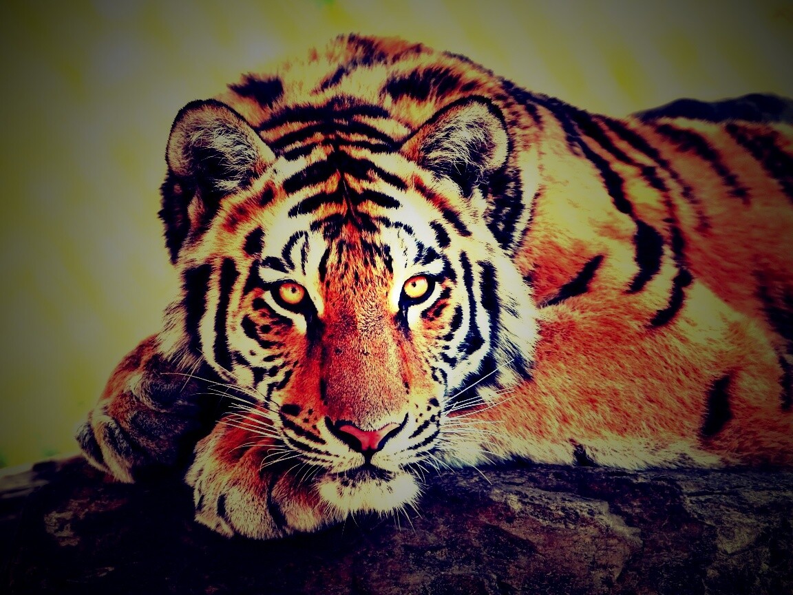 Большая полосатая кошка обои