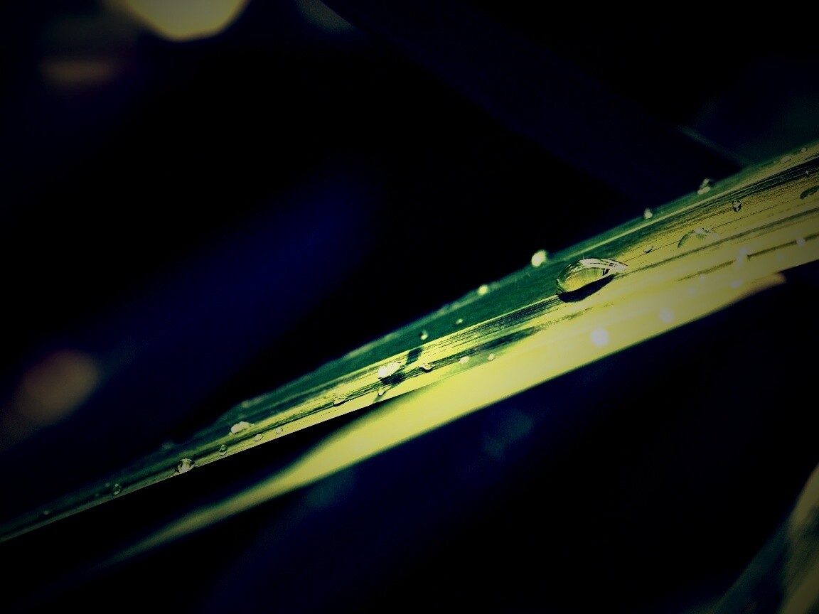 Капли росы на листе обои