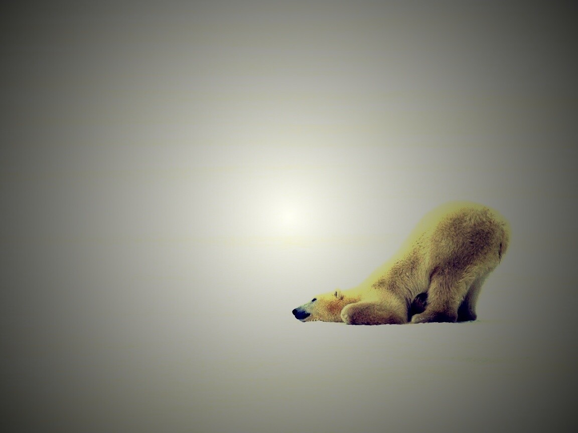 Полярный мишка в смешной позе обои