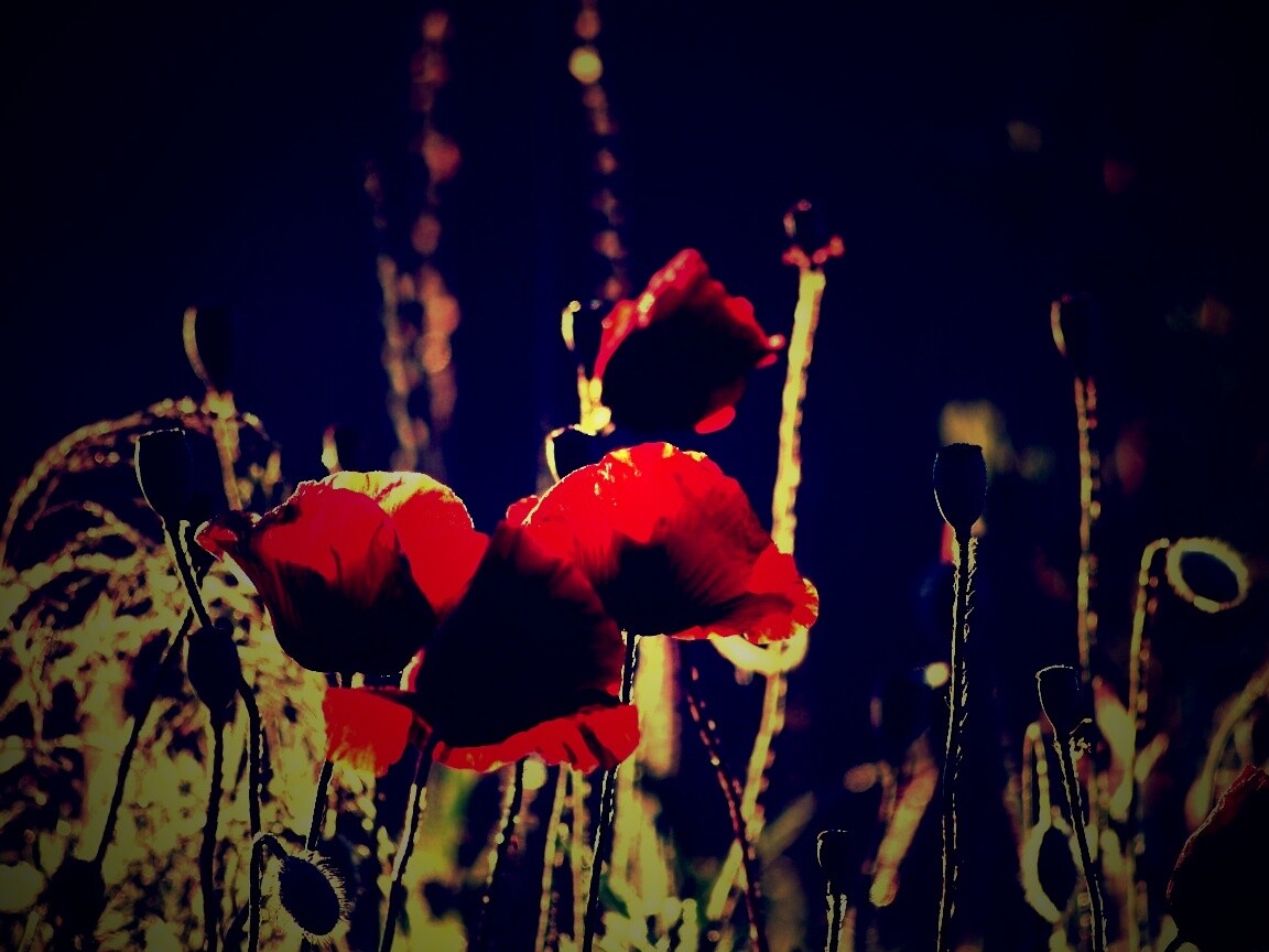 Макро фото мака обои